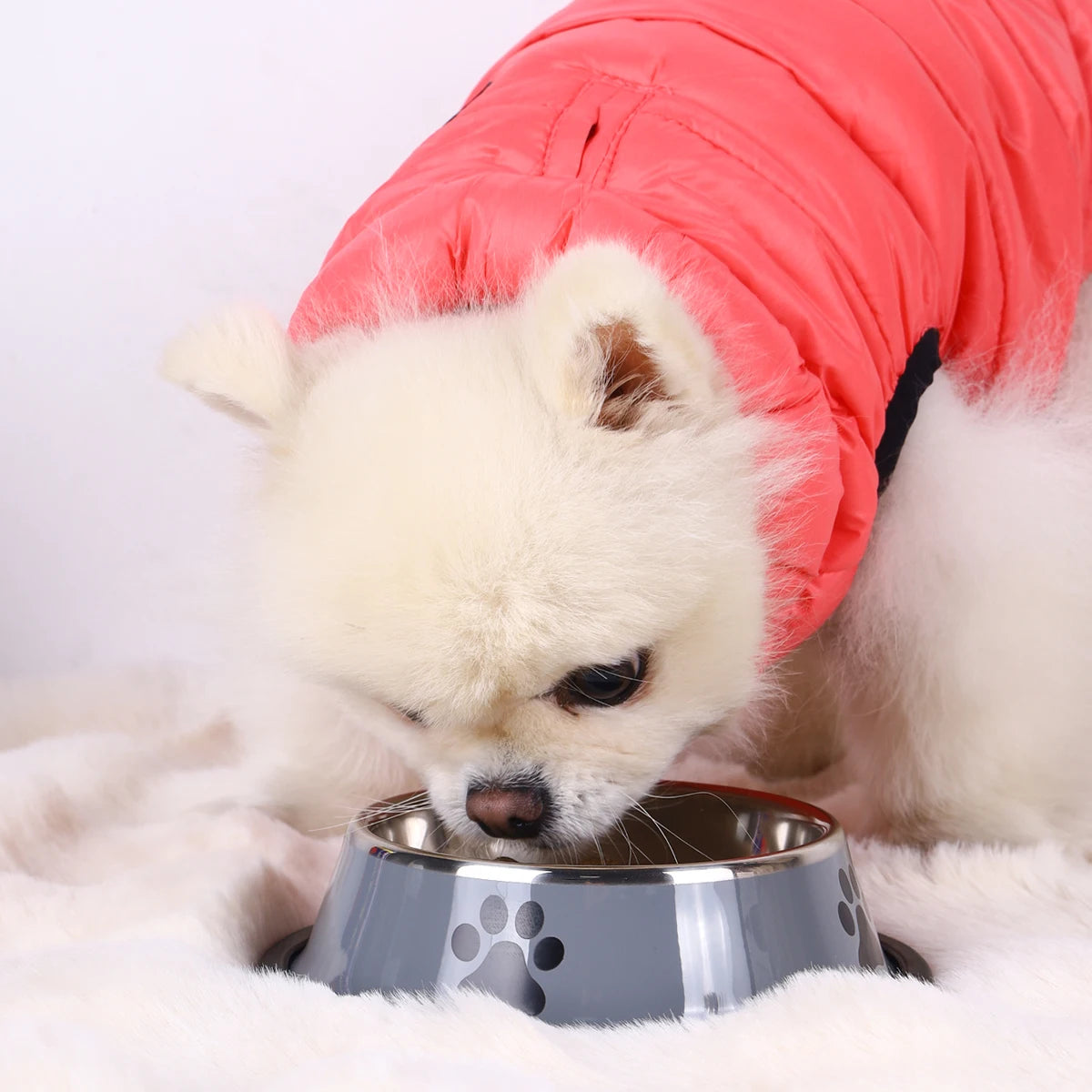 Stainless Steel Pet Bowl For Cats And Dogs